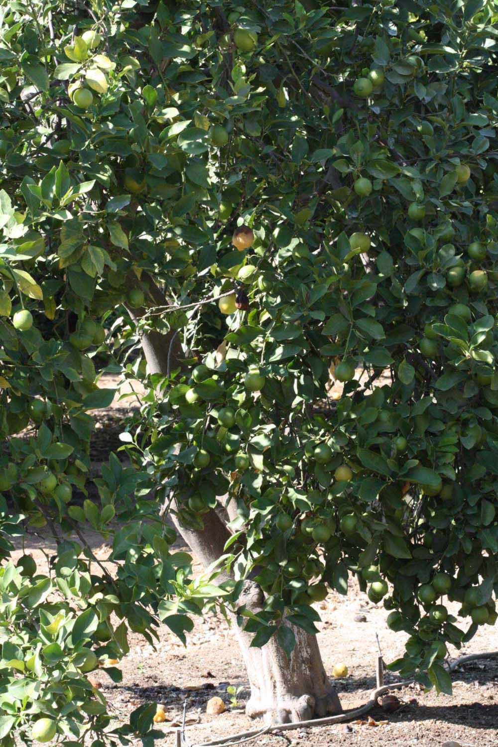            Habit (Riverside, CA)   